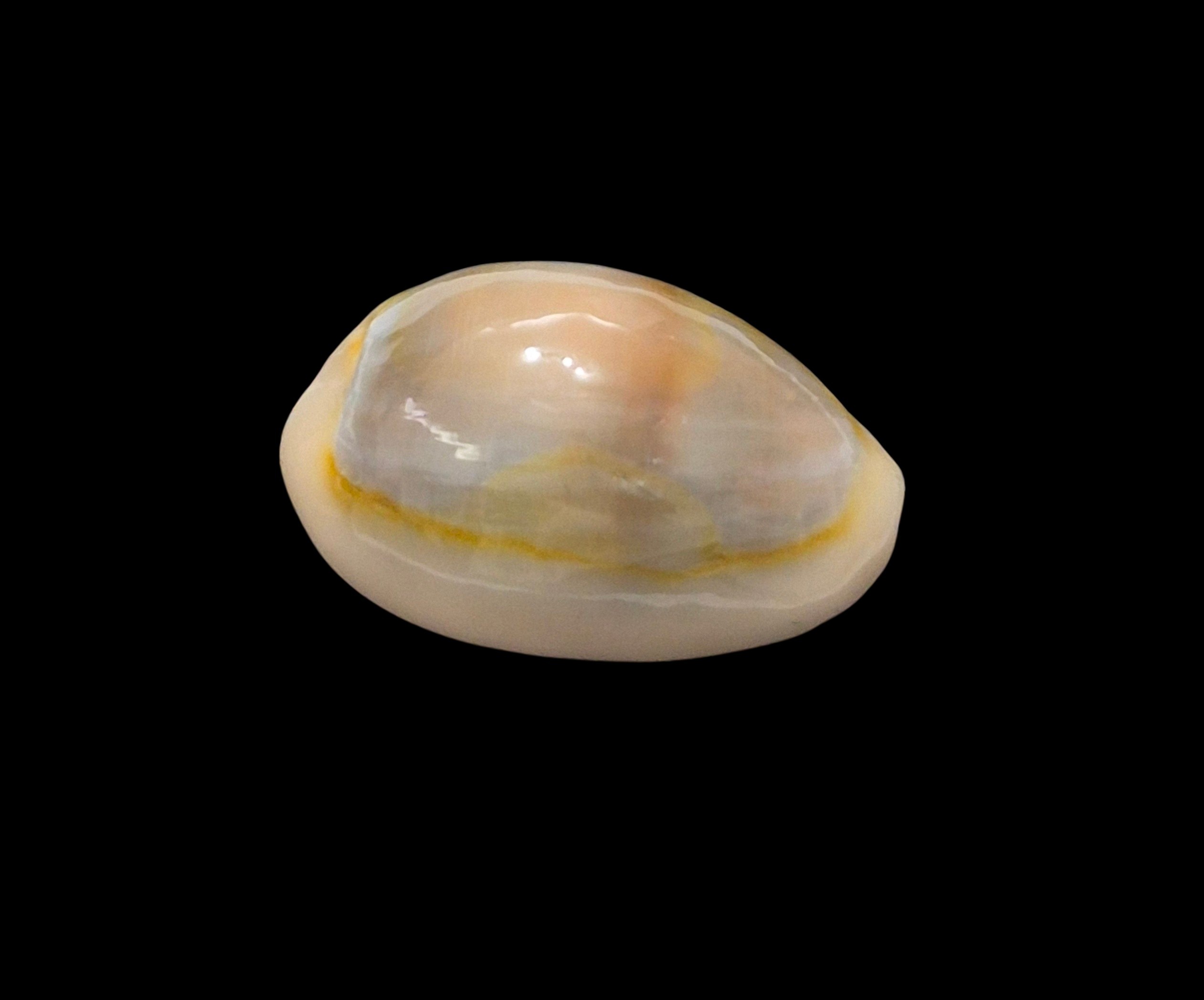 BC621 Monetaria annulus aureomacula - Image 2