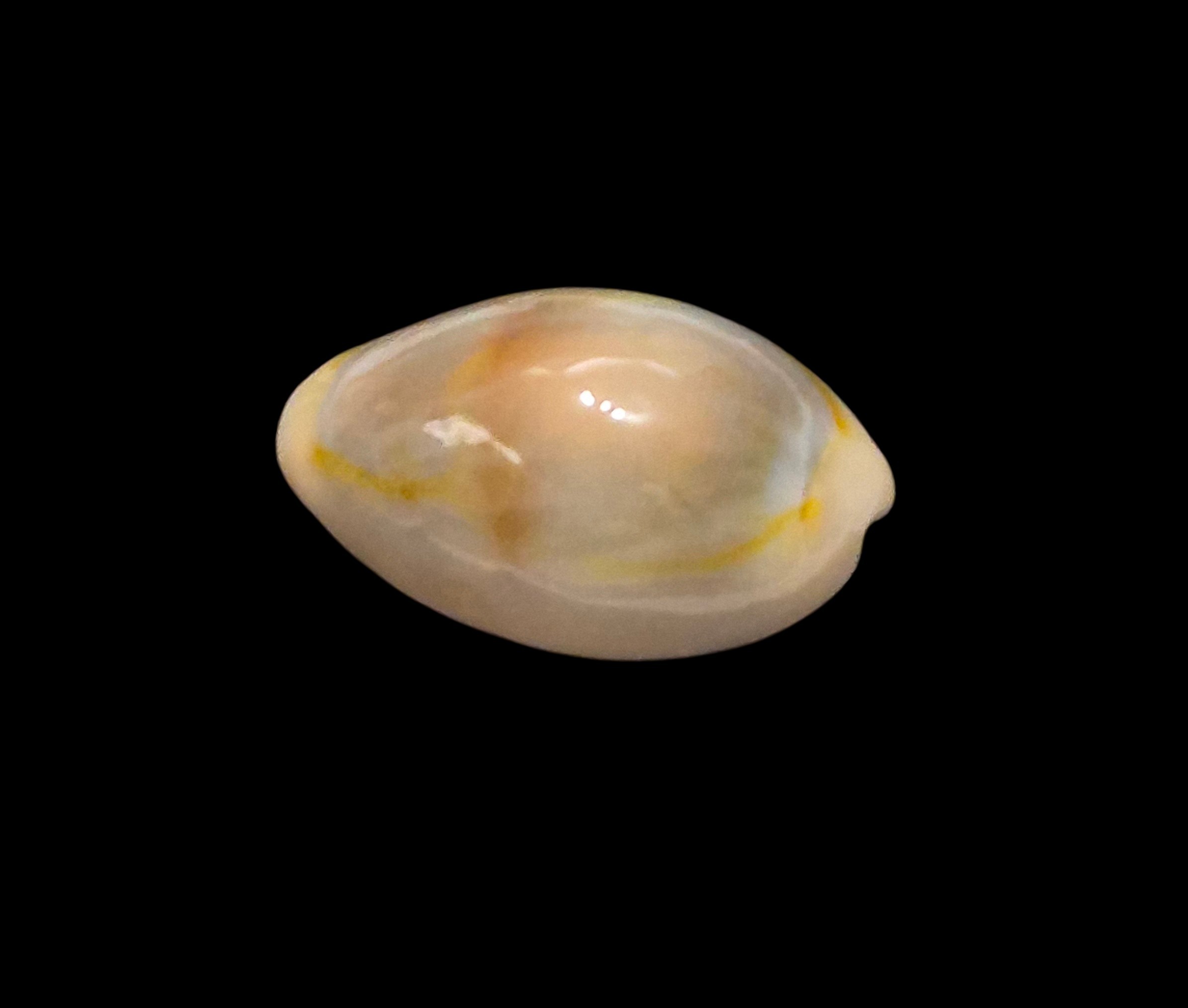 BC621 Monetaria annulus aureomacula - Image 3
