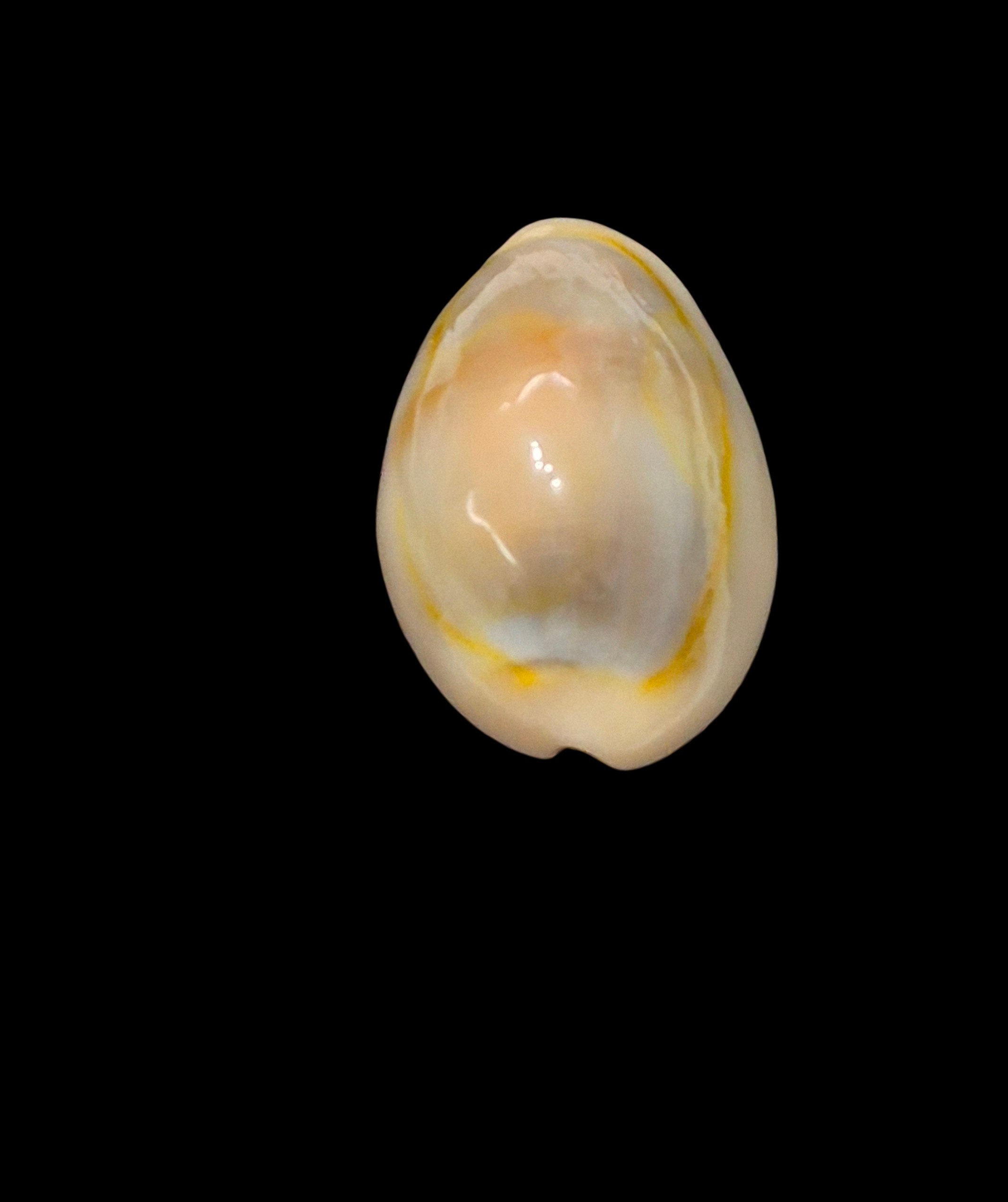 BC621 Monetaria annulus aureomacula - Image 4