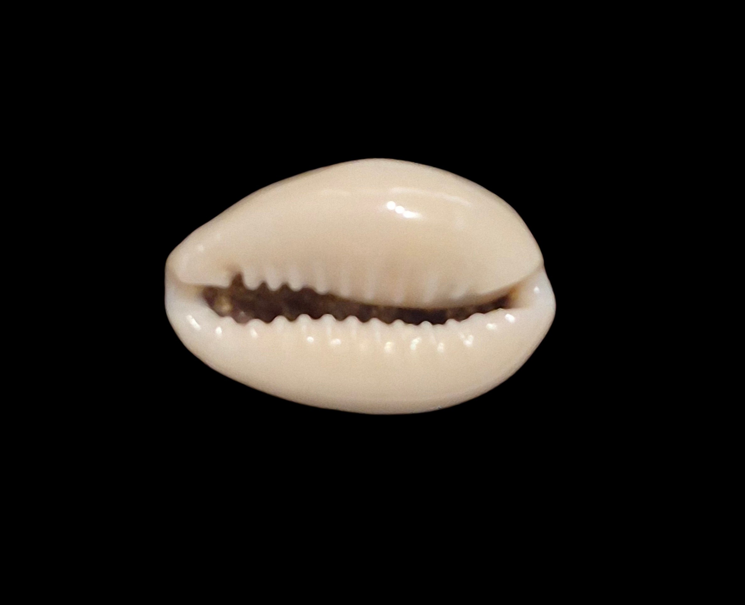 BC621 Monetaria annulus aureomacula - Image 5
