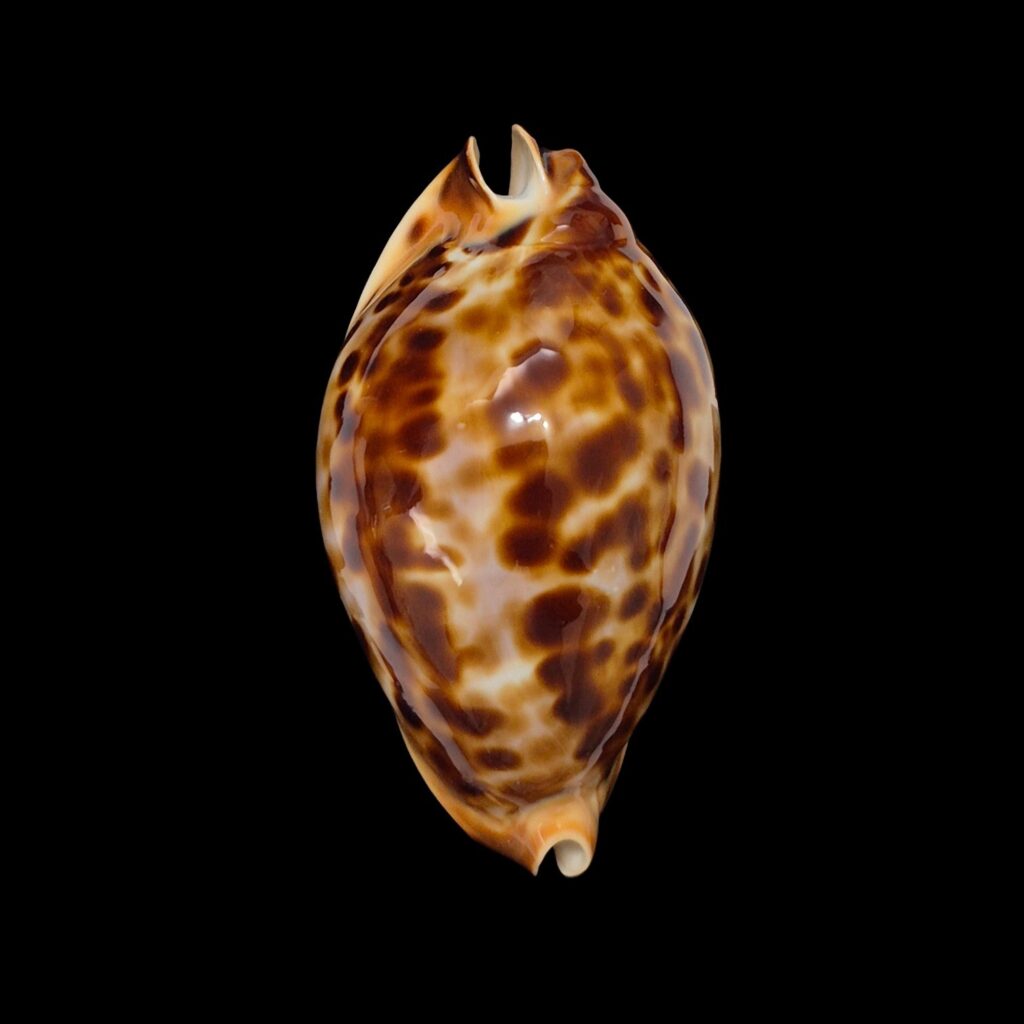 BC622 Zoila friendii friendii