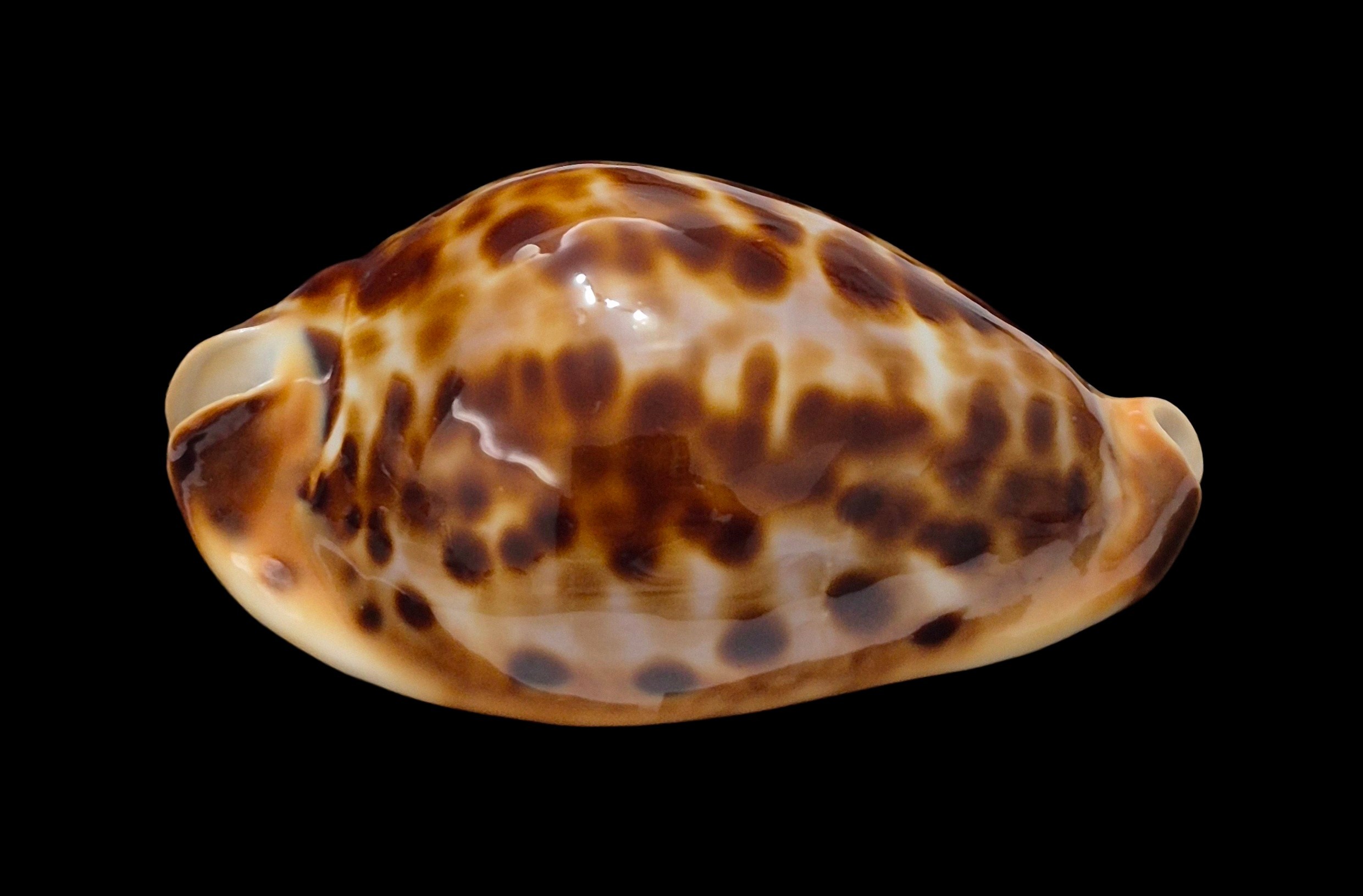 BC622 Zoila friendii friendii - Image 2