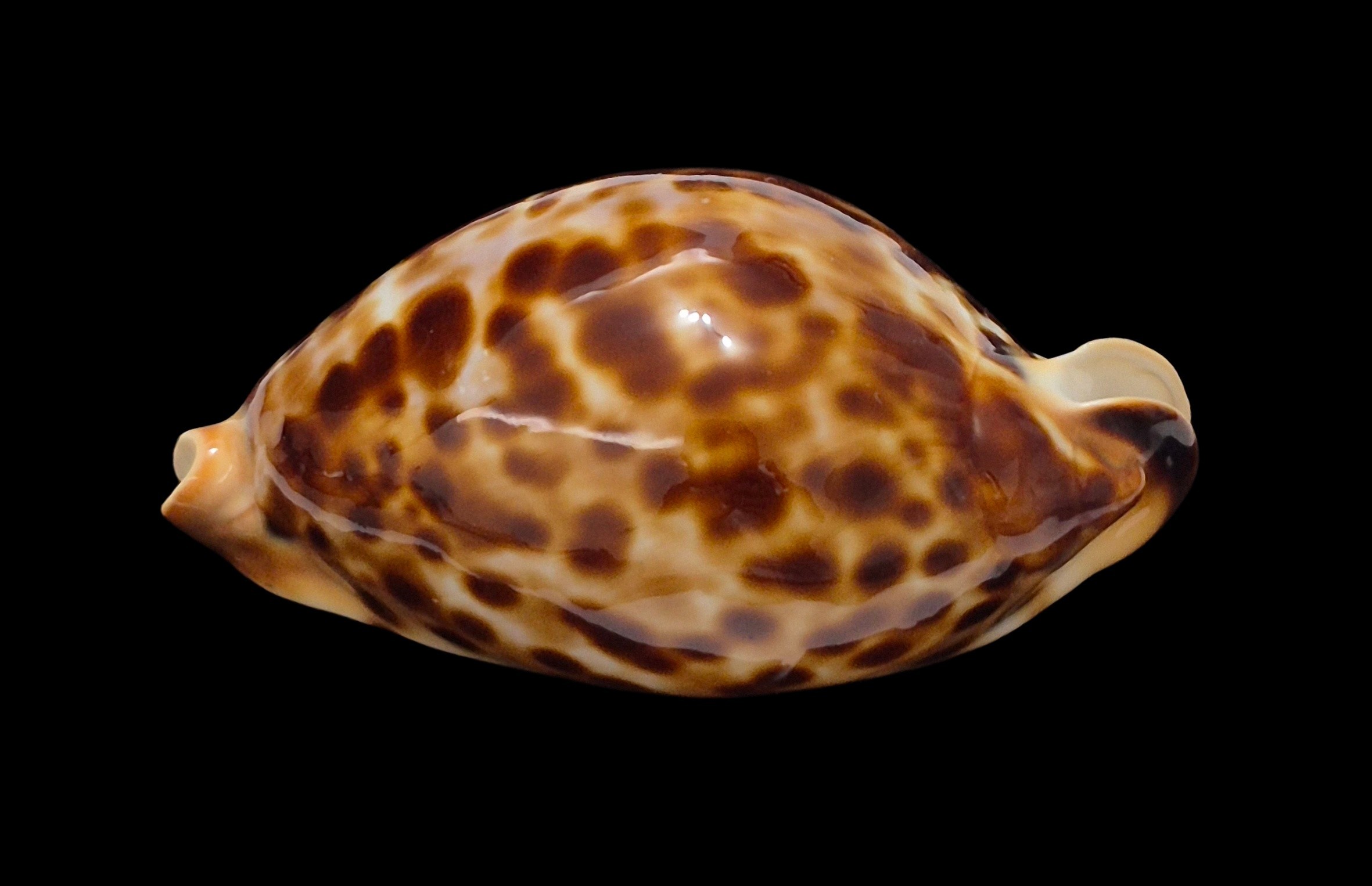 BC622 Zoila friendii friendii - Image 3