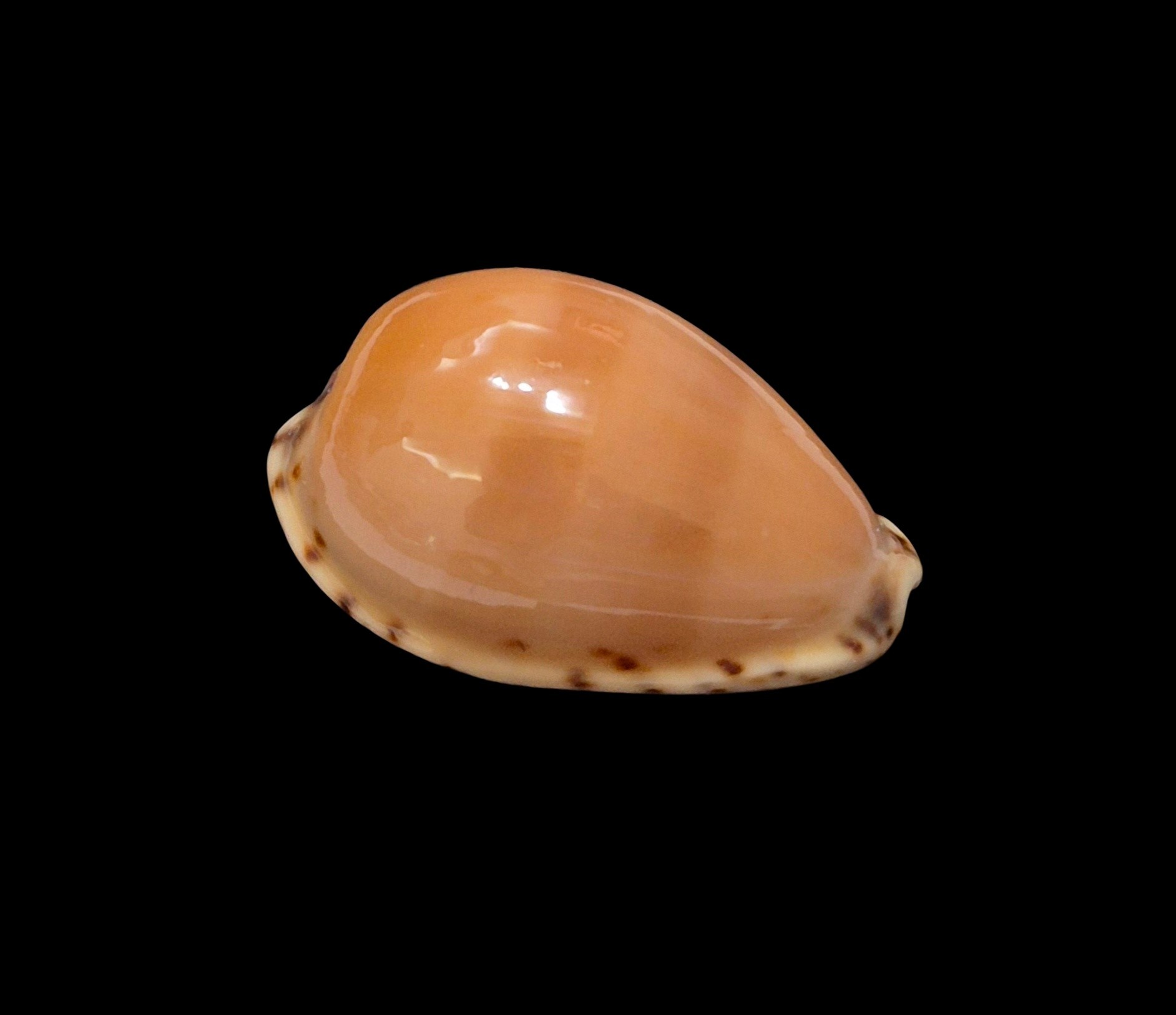 BC624 Notocypraea comptonii - RED FORM - Image 2