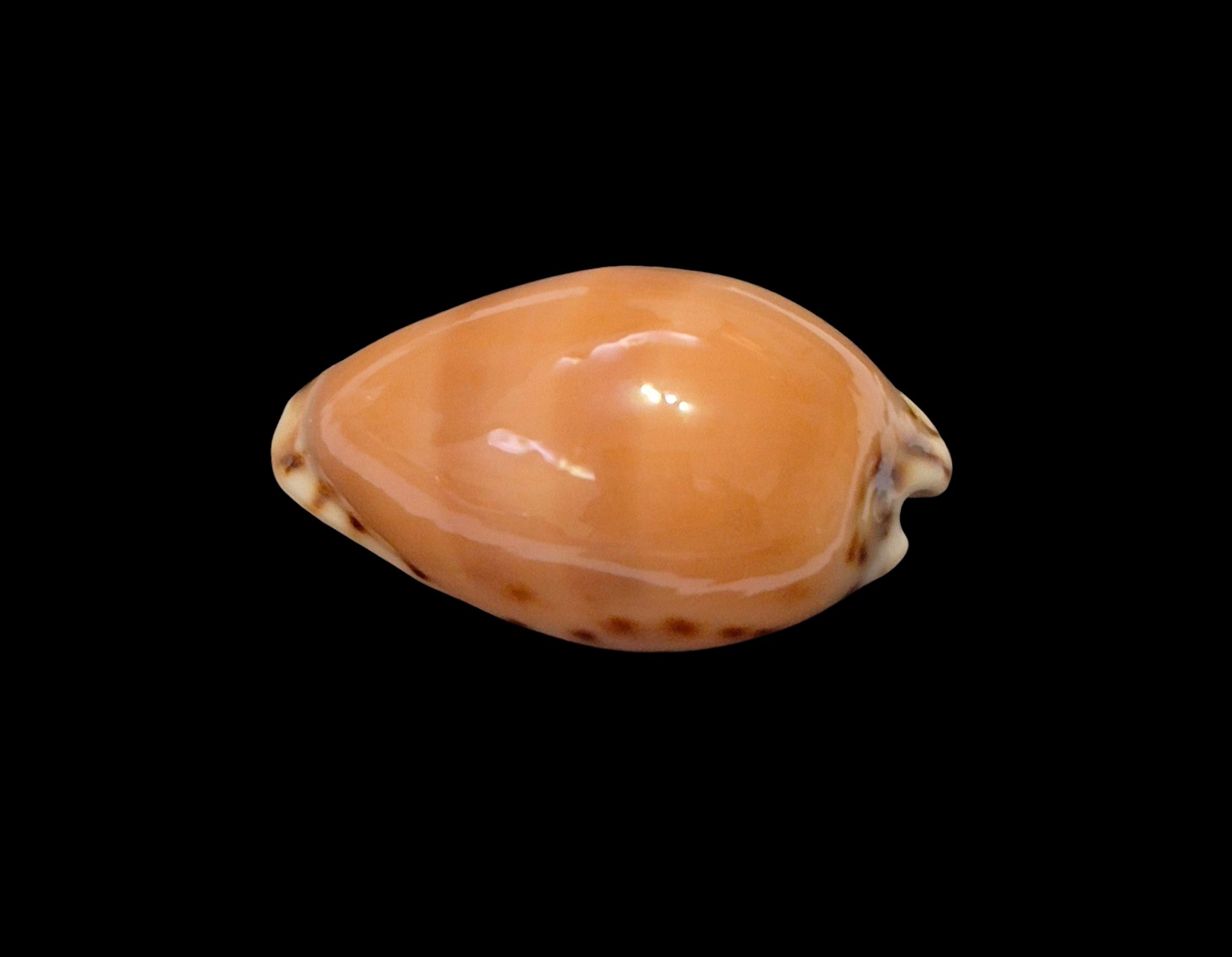 BC624 Notocypraea comptonii - RED FORM - Image 3