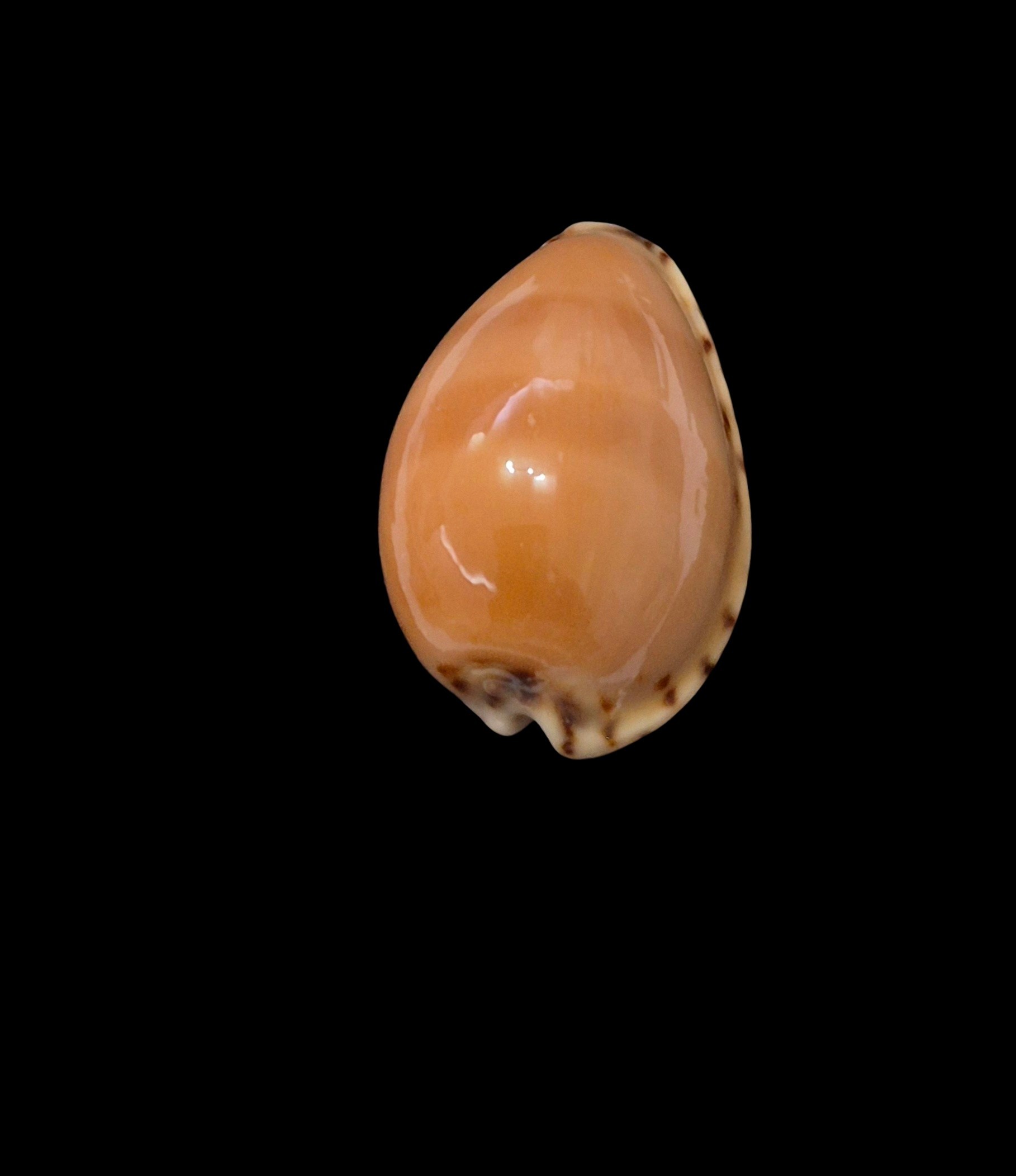 BC624 Notocypraea comptonii - RED FORM - Image 4