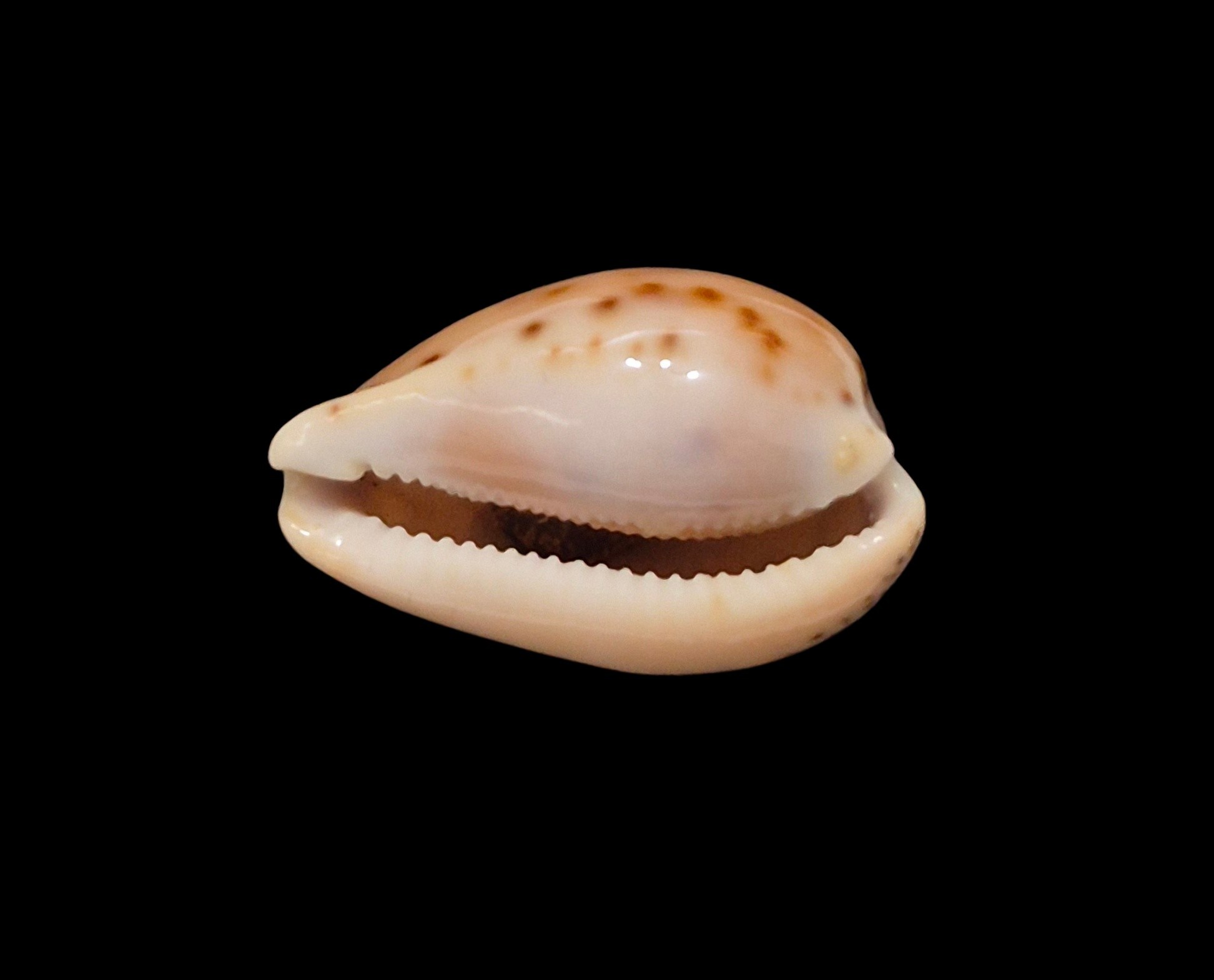 BC624 Notocypraea comptonii - RED FORM - Image 5