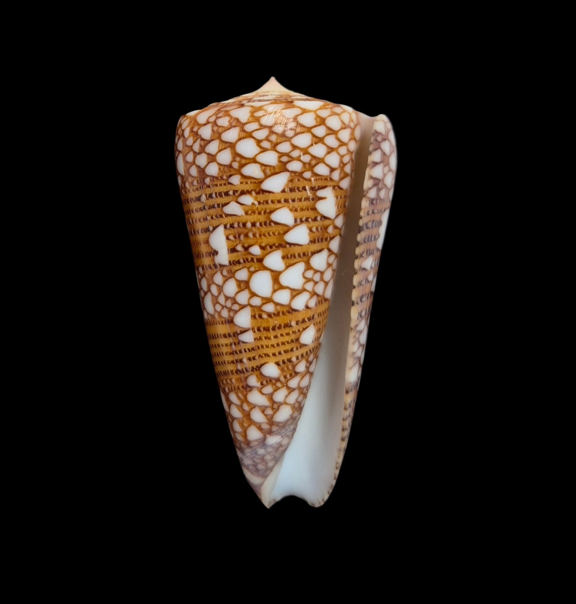 BC615 Conus nobilis skinneri - Image 2