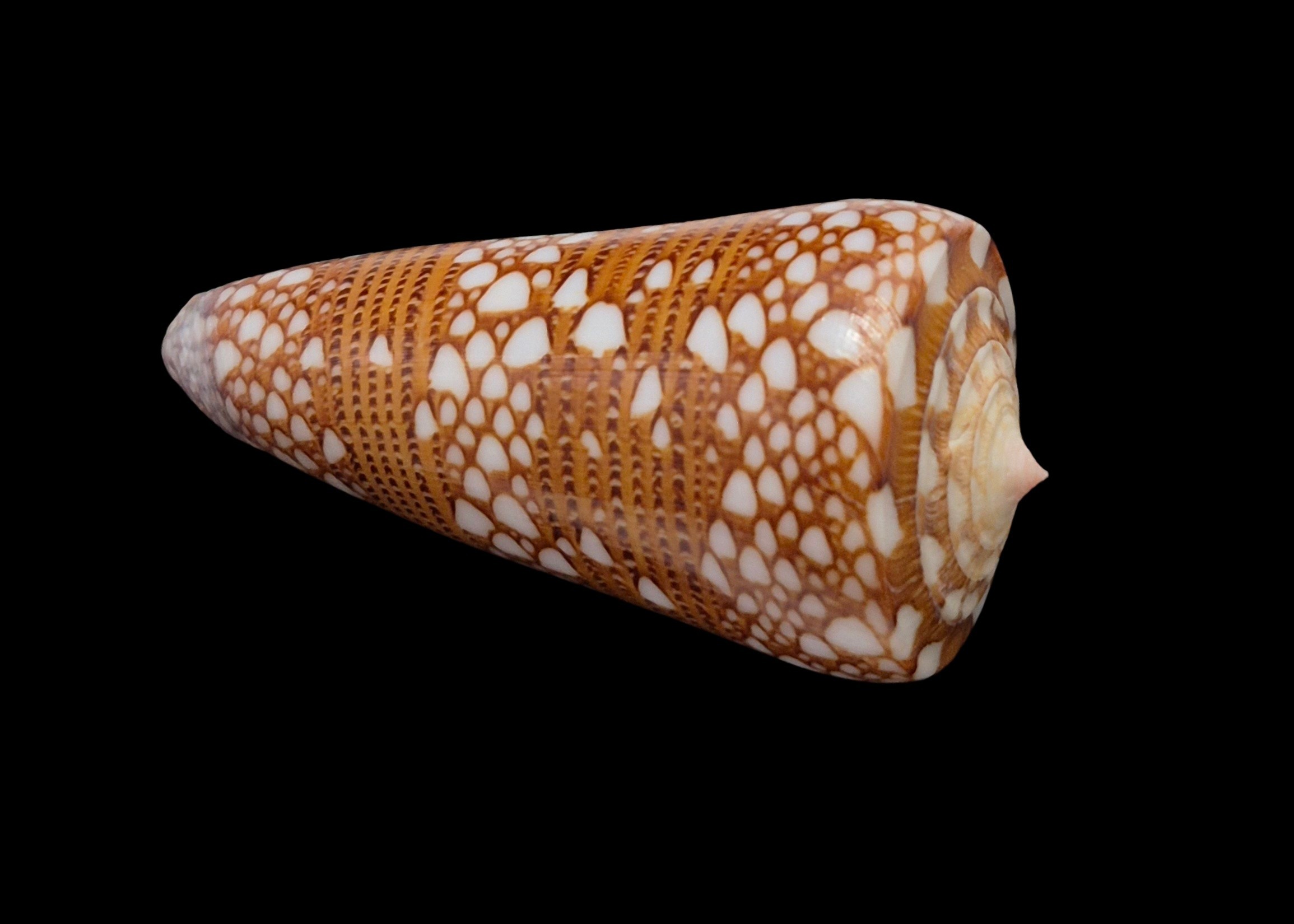 BC615 Conus nobilis skinneri - Image 4